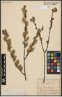 Foto von Salix aurita L.